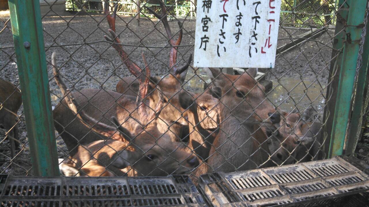 今日 千葉の香取神宮の鹿さんに 餌を上げに行って貰いました Npo法人ペット里親会