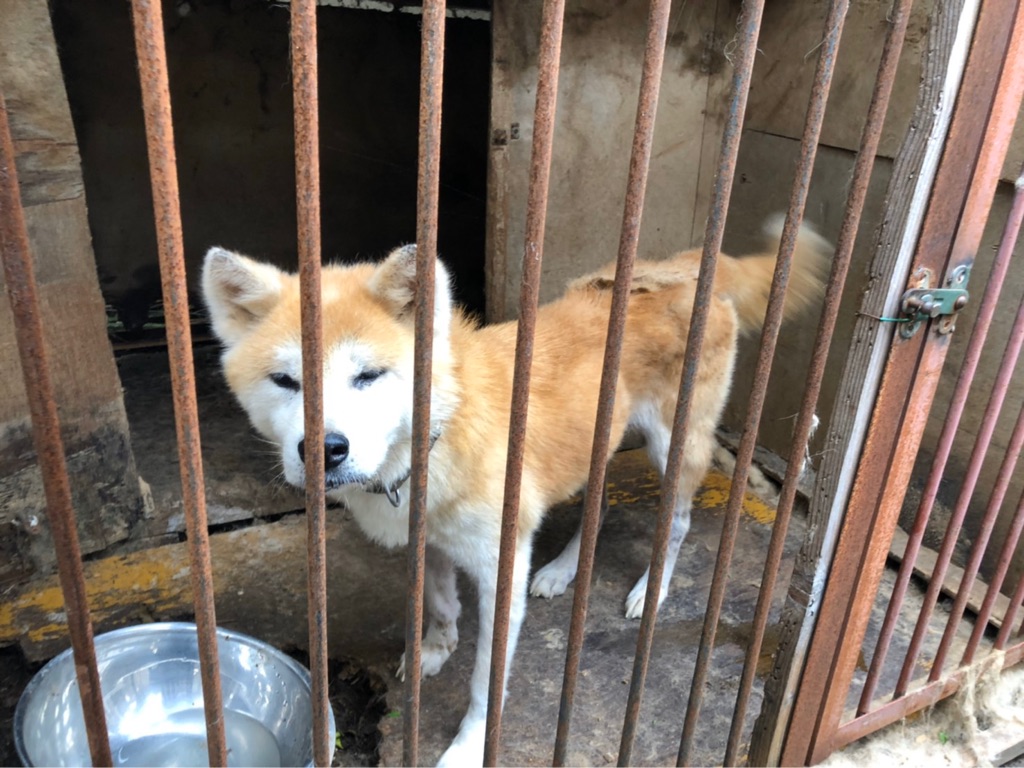 柴犬の ブリーダー崩壊 Npo法人ペット里親会 柴犬の ブリーダー崩壊 Npo法人ペット里親会