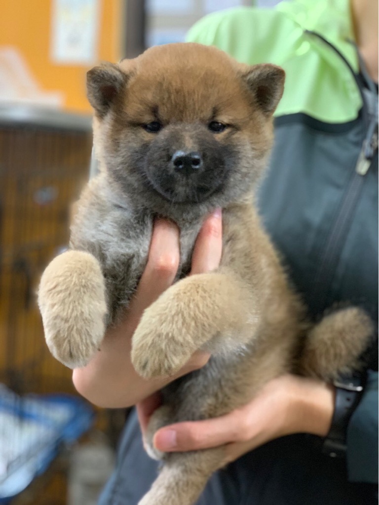 子犬達の 里親募集です Npo法人ペット里親会