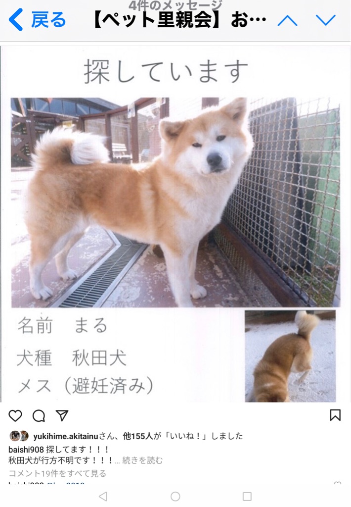 秋田犬を探しています 熊本県より行方不明シェアをお願い致します Npo法人ペット里親会