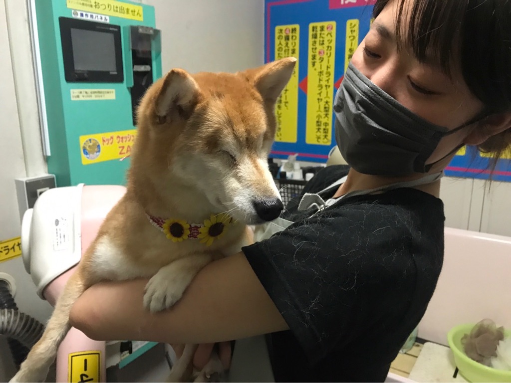 両目を摘出した柴犬の豆乃ちゃんの物語がyoutubeに Npo法人ペット里親会