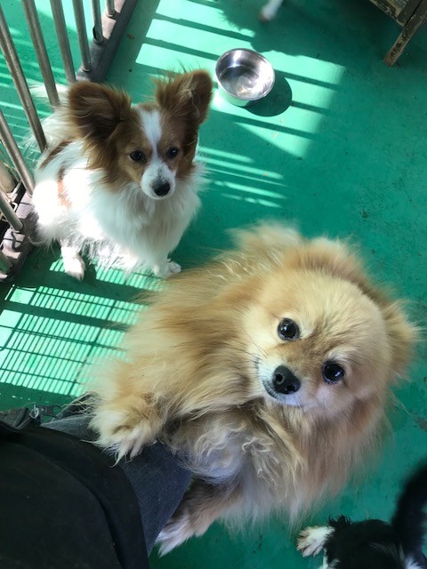 ワイヤーダックスのハンナちゃん里親さん募集です Npo法人ペット里親会