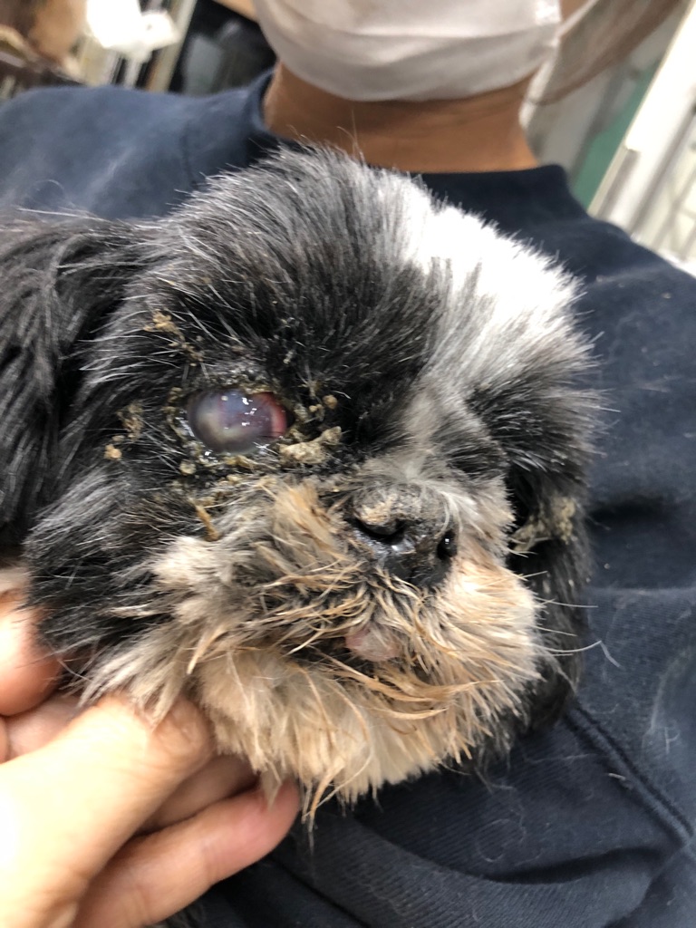 悲しい繁殖犬 ぼろぼろの おばあちゃんシーズー Npo法人ペット里親会 悲しい繁殖犬 ぼろぼろの おばあちゃんシーズー Npo法人ペット里親会