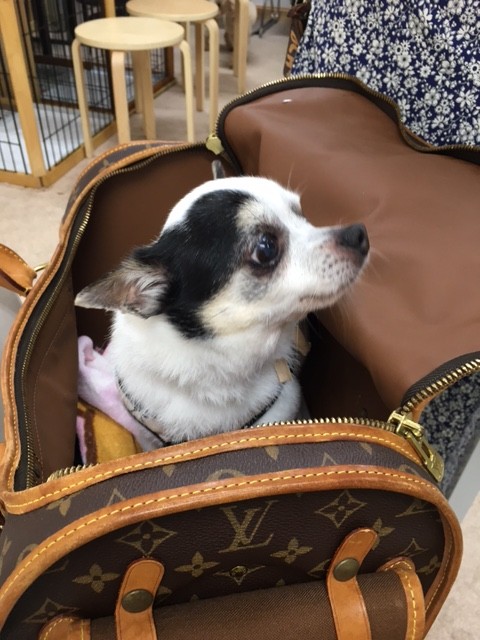 スモモちゃん 預かりママさんへu ェ U Npo法人ペット里親会