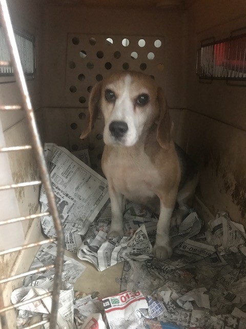 ビーグルの繁殖犬のお母さん 里親募集です シェアのご協力をお願い致します M M Npo法人ペット里親会 ビーグルの繁殖犬のお母さん 里親募集です シェアのご協力をお願い致します M M Npo法人ペット里親会