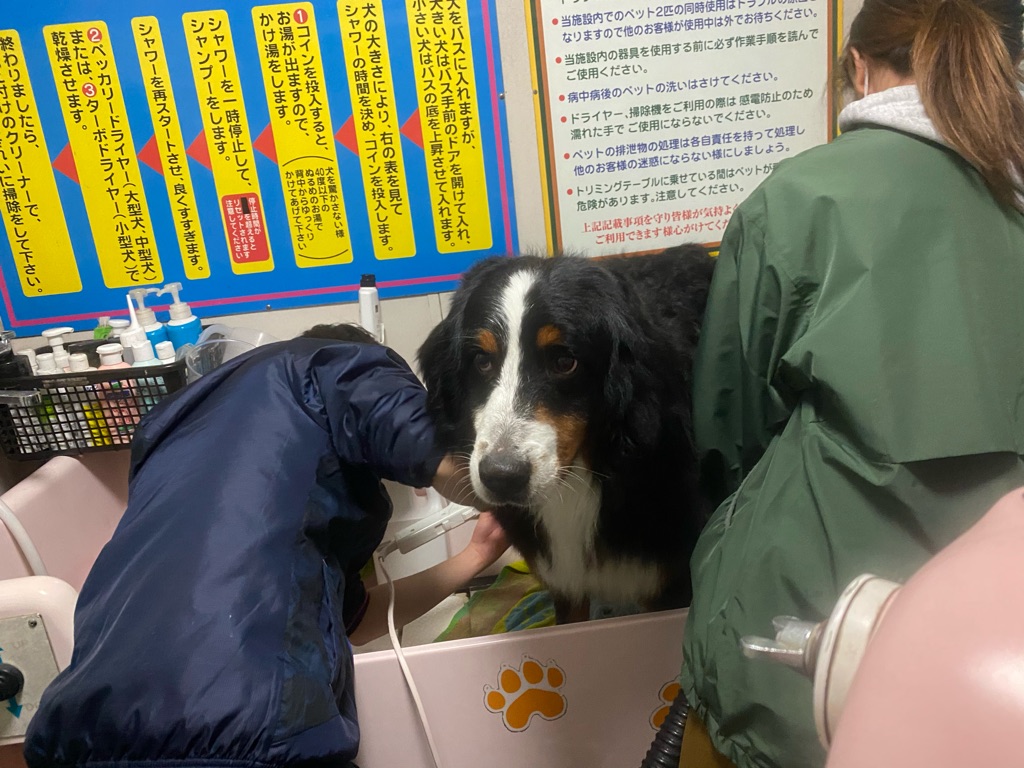 昨夜のシェルター通信です Npo法人ペット里親会