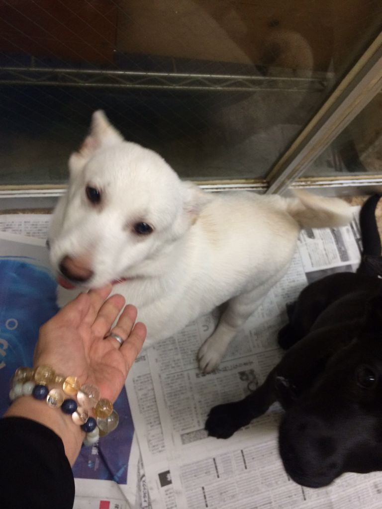 白い子犬 つぶら君も里親さん募集です Npo法人ペット里親会