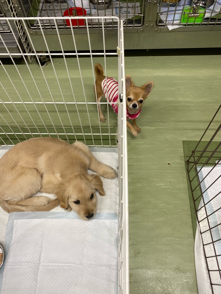 難病を持ったゴールデンクリス Npo法人ペット里親会