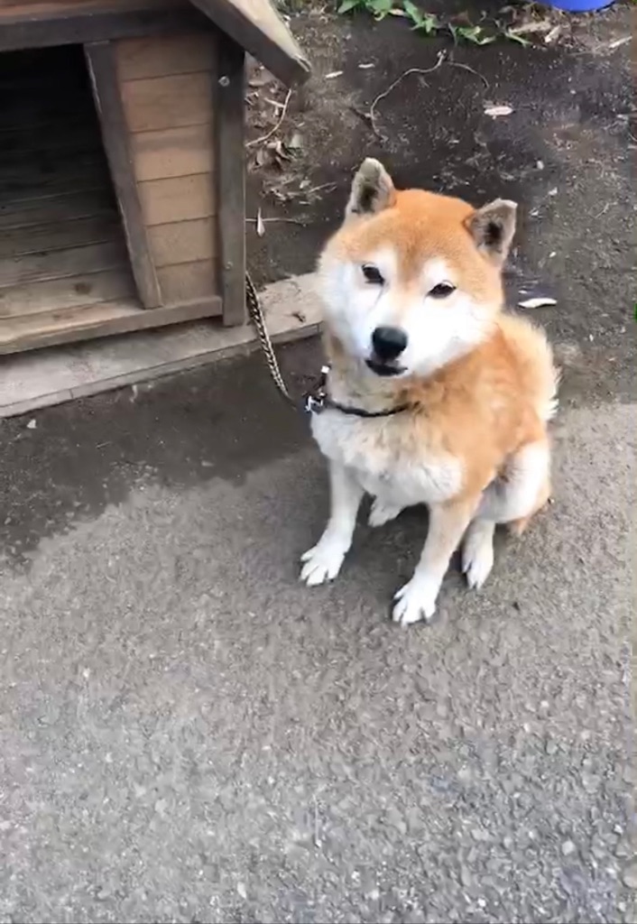 これから猛暑が続きます 犬は室内に入れて下さい Npo法人ペット里親会