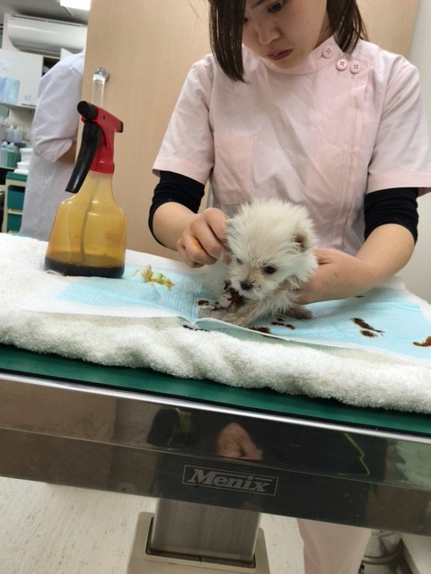 手術に使うイソジン消毒液はヨード剤の為 ヨードチンキの茶色です Npo法人ペット里親会