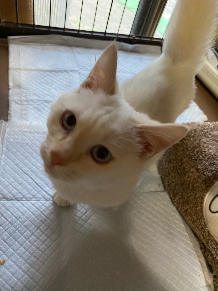 皆様、有り難うございます🙏💓🐶 : NPO法人ペット里親会