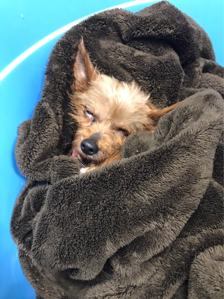 子宮がボロボロになっていた繁殖犬のお母さん マリアちゃん Npo法人ペット里親会 子宮がボロボロになっていた繁殖犬のお母さん マリアちゃん Npo法人ペット里親会