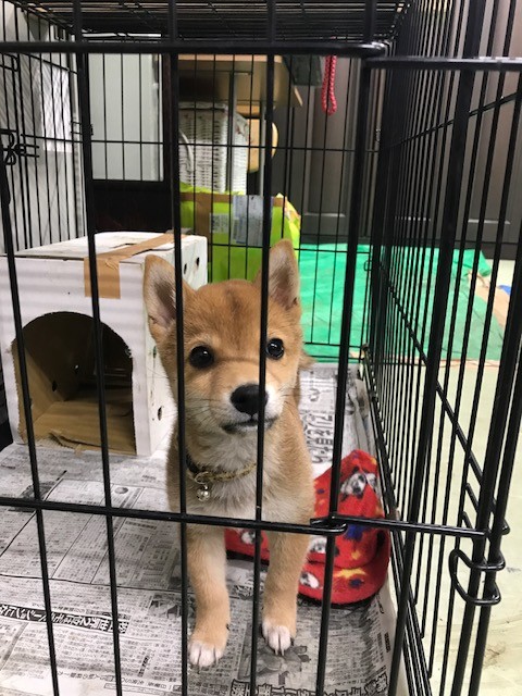 斜頸の柴犬 しんのすけ君 3ヶ月 Npo法人ペット里親会 斜頸の柴犬 しんのすけ君 3ヶ月 Npo法人ペット里親会