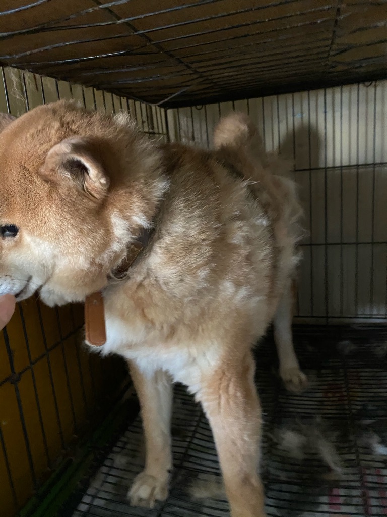 柴犬ブリーダー廃業の為 レスキュー Npo法人ペット里親会 柴犬ブリーダー廃業の為 レスキュー Npo法人ペット里親会