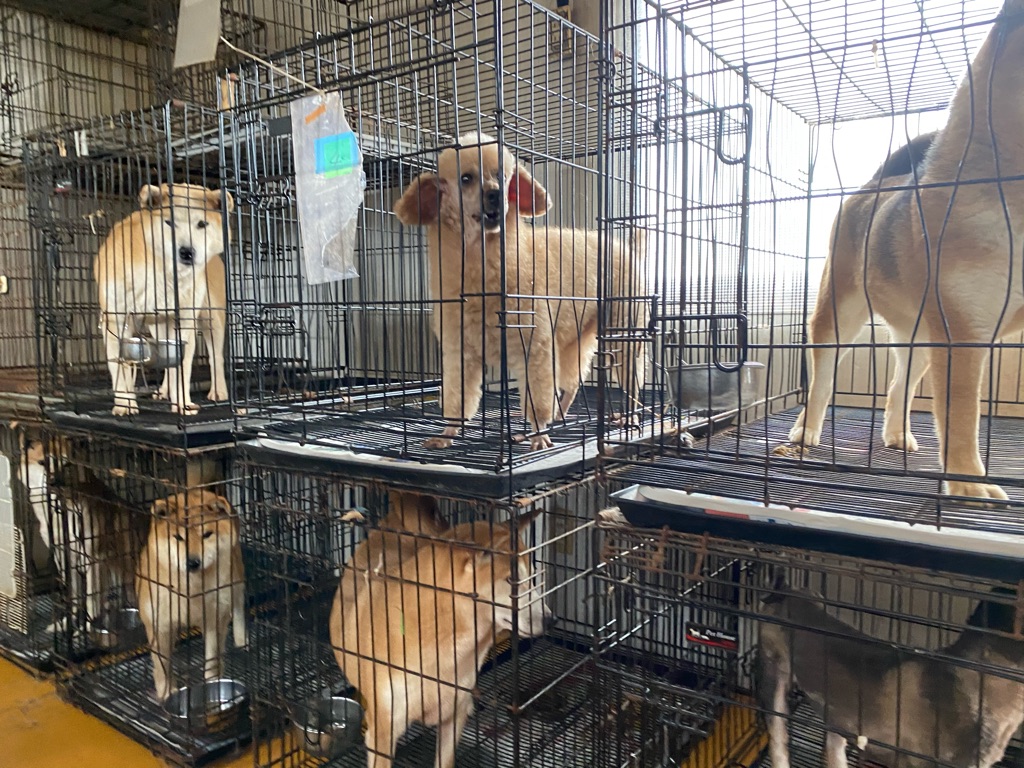 柴犬ブリーダー廃業の為 レスキュー Npo法人ペット里親会