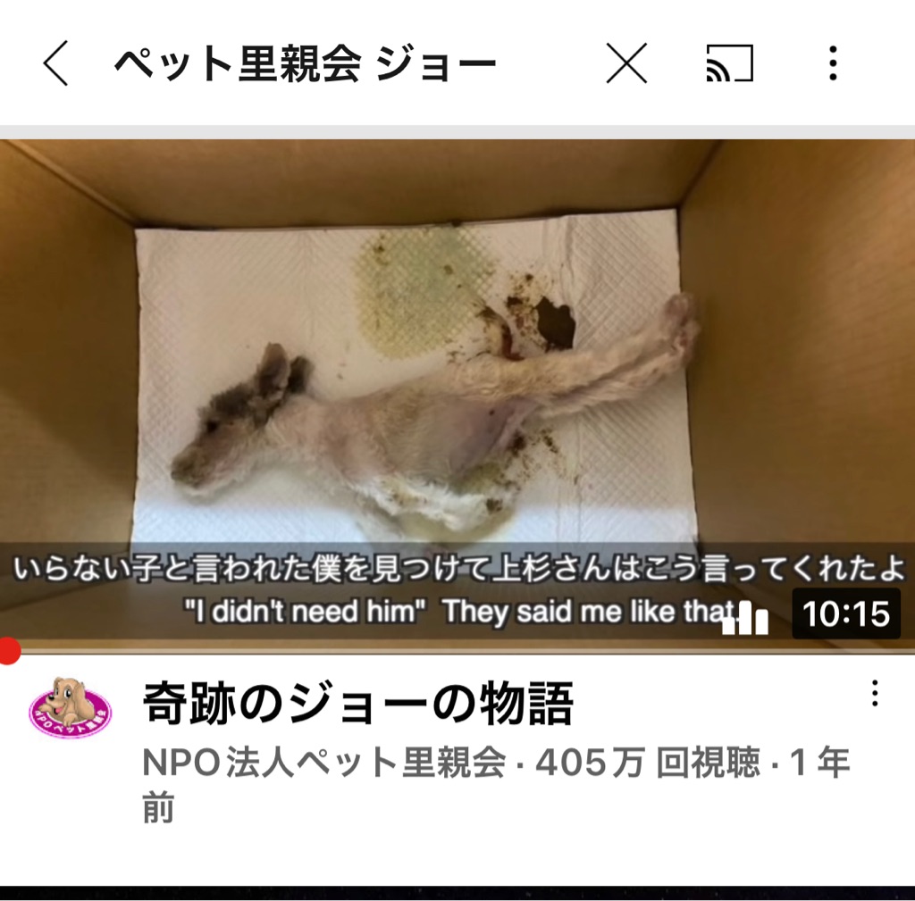 ハスラーの奇跡が フジテレビのアンビリーバボー に シェアをお願い致します Npo法人ペット里親会