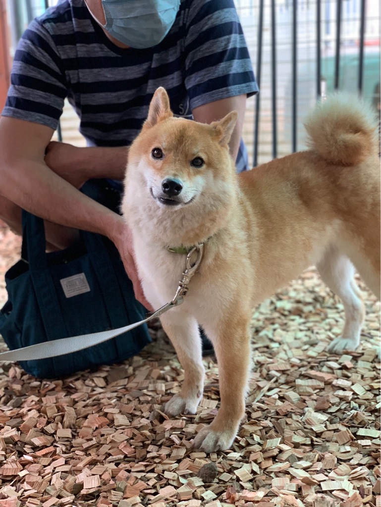 シェルターの草刈りと 栗太郎のトライアル Npo法人ペット里親会 シェルターの草刈りと 栗太郎のトライアル Npo法人ペット里親会