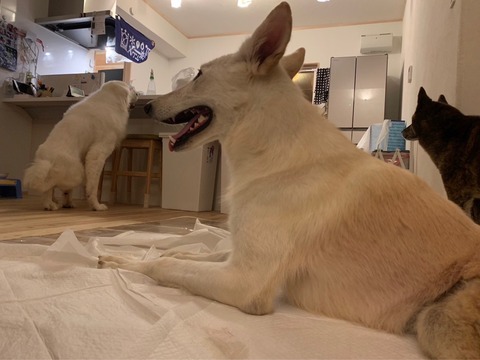 IMG_4687