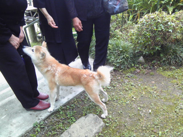 四国で捨てられていた柴犬の女の子 保護 Npo法人ペット里親会
