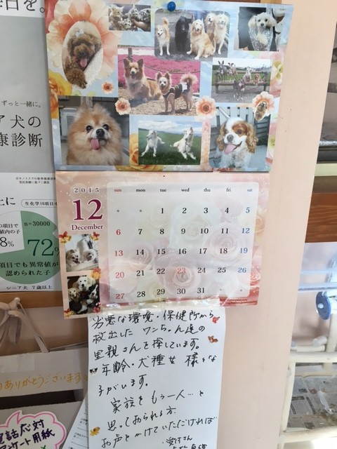 光線温熱療法 犬猫の癌の治療法です Npo法人ペット里親会