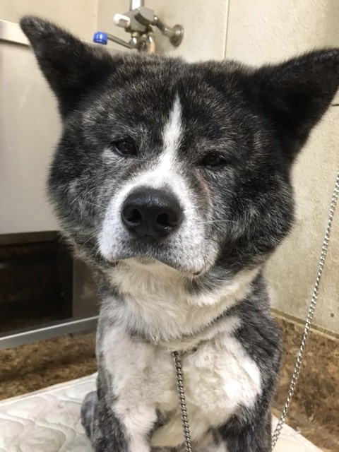 繁殖犬だった 秋田犬の春馬くん 里親さん募集中です Npo法人ペット里親会