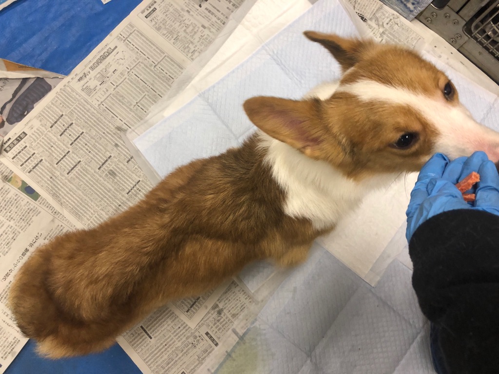 痩せたコーギーの フレディ君 里親募集です Npo法人ペット里親会 痩せたコーギーの フレディ君 里親募集です Npo法人ペット里親会