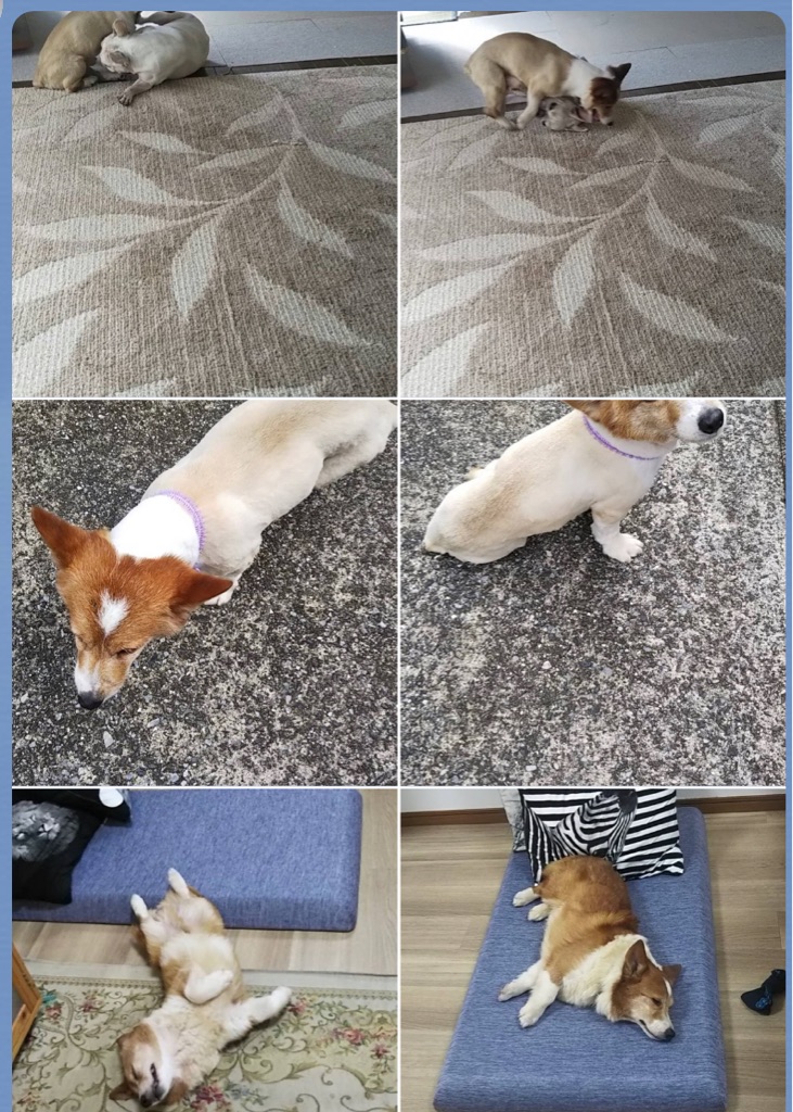悲しいコーギーの繁殖犬 ぽんちゃん虹の橋へ🌈🌈 : NPO法人ペット里親会