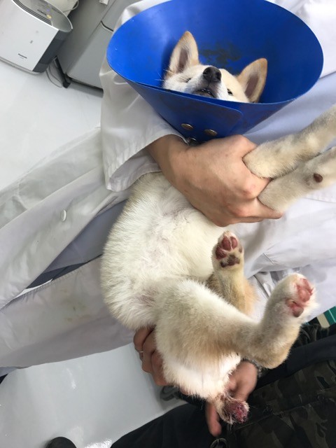 尻尾を噛み切った柴犬の子犬 Npo法人ペット里親会 尻尾を噛み切った柴犬の子犬 Npo法人ペット里親会