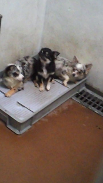 保健所にもまたチワワが三匹 Npo法人ペット里親会