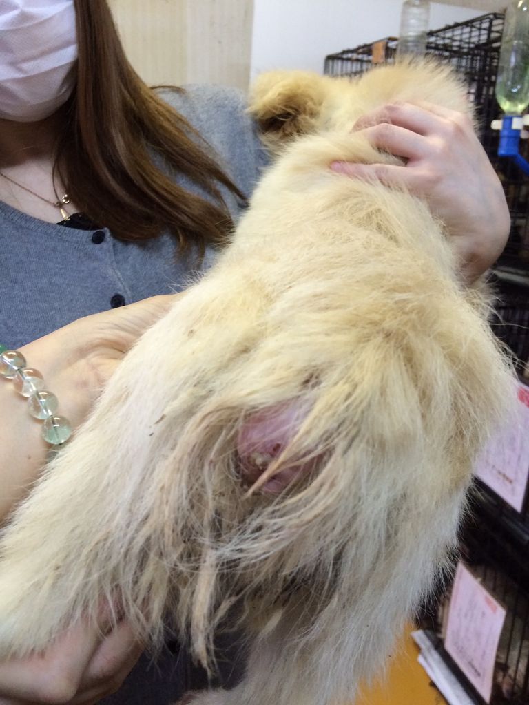 尻尾を噛み切る ペキニーズに希望者様が出ました Npo法人ペット里親会