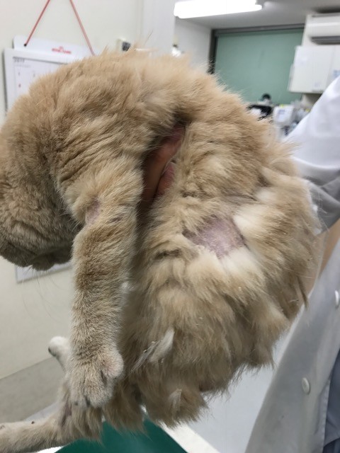 見事な 真菌です 人 Npo法人ペット里親会