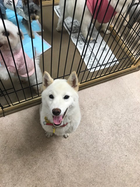 白柴の優介君 里親募集中ヽ Npo法人ペット里親会