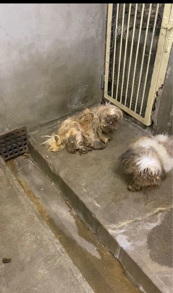 今日は急遽保健所の犬を引き出しに Npo法人ペット里親会