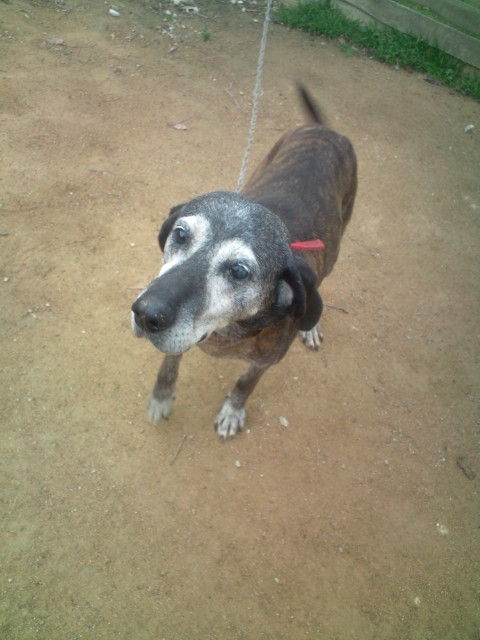 楽しかった日々ももうすぐ終わり Npo法人ペット里親会