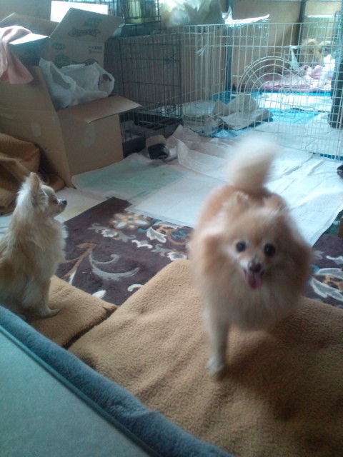 楽しかった日々ももうすぐ終わり Npo法人ペット里親会