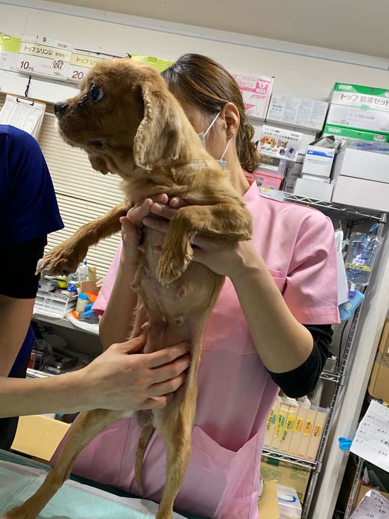 昨日のレスキュー犬達 Npo法人ペット里親会