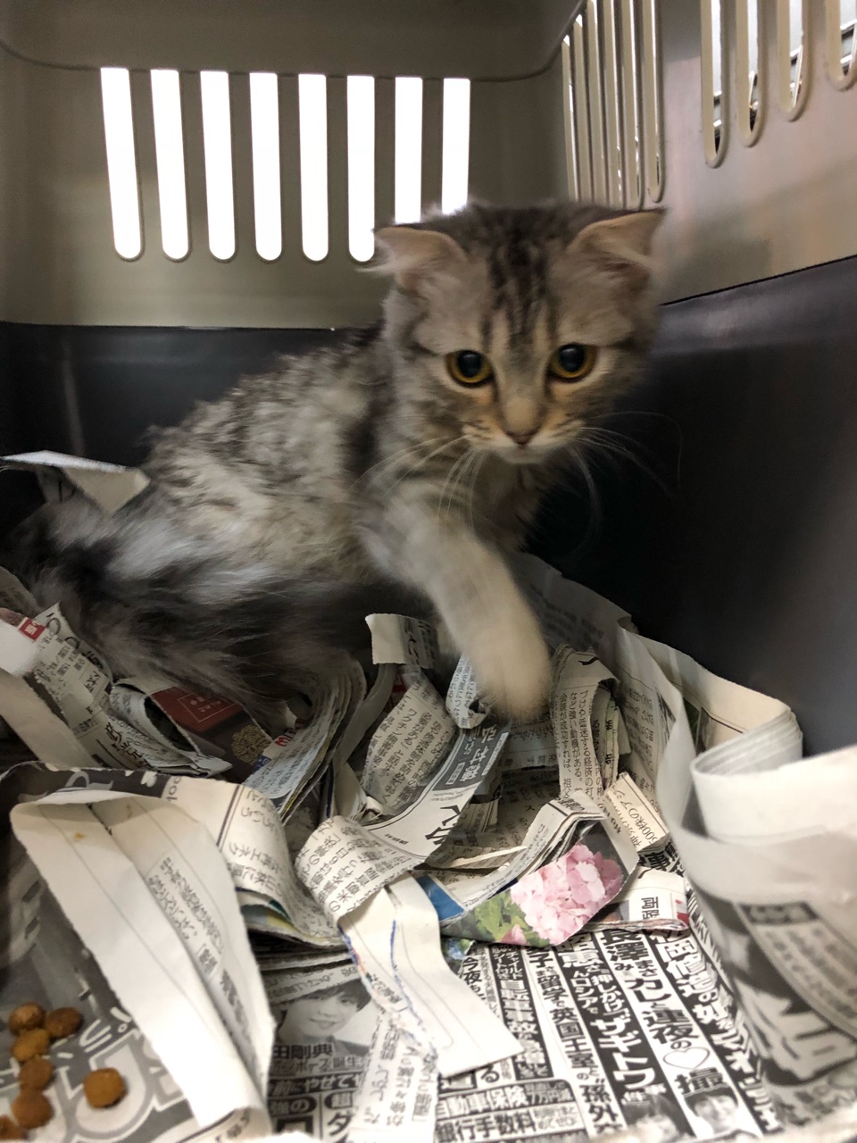 風邪で 片目が潰れていた子猫 そして又f Ipの子猫 Npo法人ペット里親会 風邪で 片目が潰れていた子猫 そして又f Ipの子猫 Npo法人ペット里親会