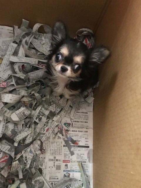 障害を持って生まれた子犬達にご支援のお願い Npo法人ペット里親会 障害を持って生まれた子犬達にご支援のお願い Npo法人ペット里親会