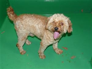 トイプードル 期限切 Npo法人ペット里親会