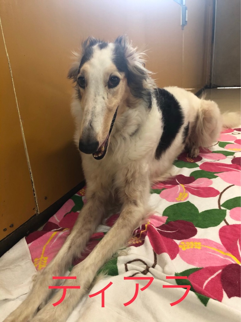 元セラピー協会にいたボルゾイ達です シェルタークリニックにて検査 Npo法人ペット里親会