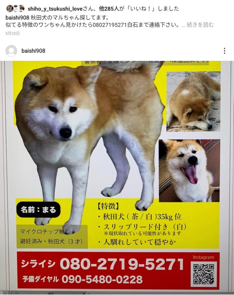 秋田犬を探しています 熊本県より行方不明シェアをお願い致します Npo法人ペット里親会