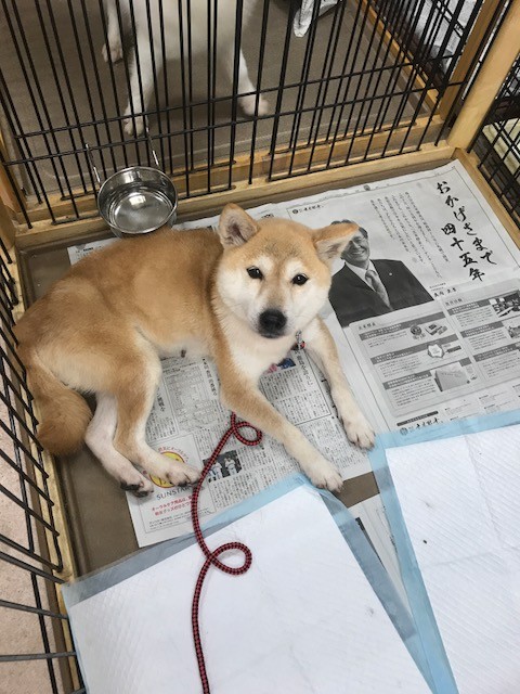 四国で捨てられていた柴犬の女の子 保護 Npo法人ペット里親会