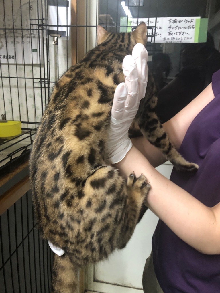 脱肛だったベンガルの コッコちゃん、里親募集です。 : NPO法人ペット 