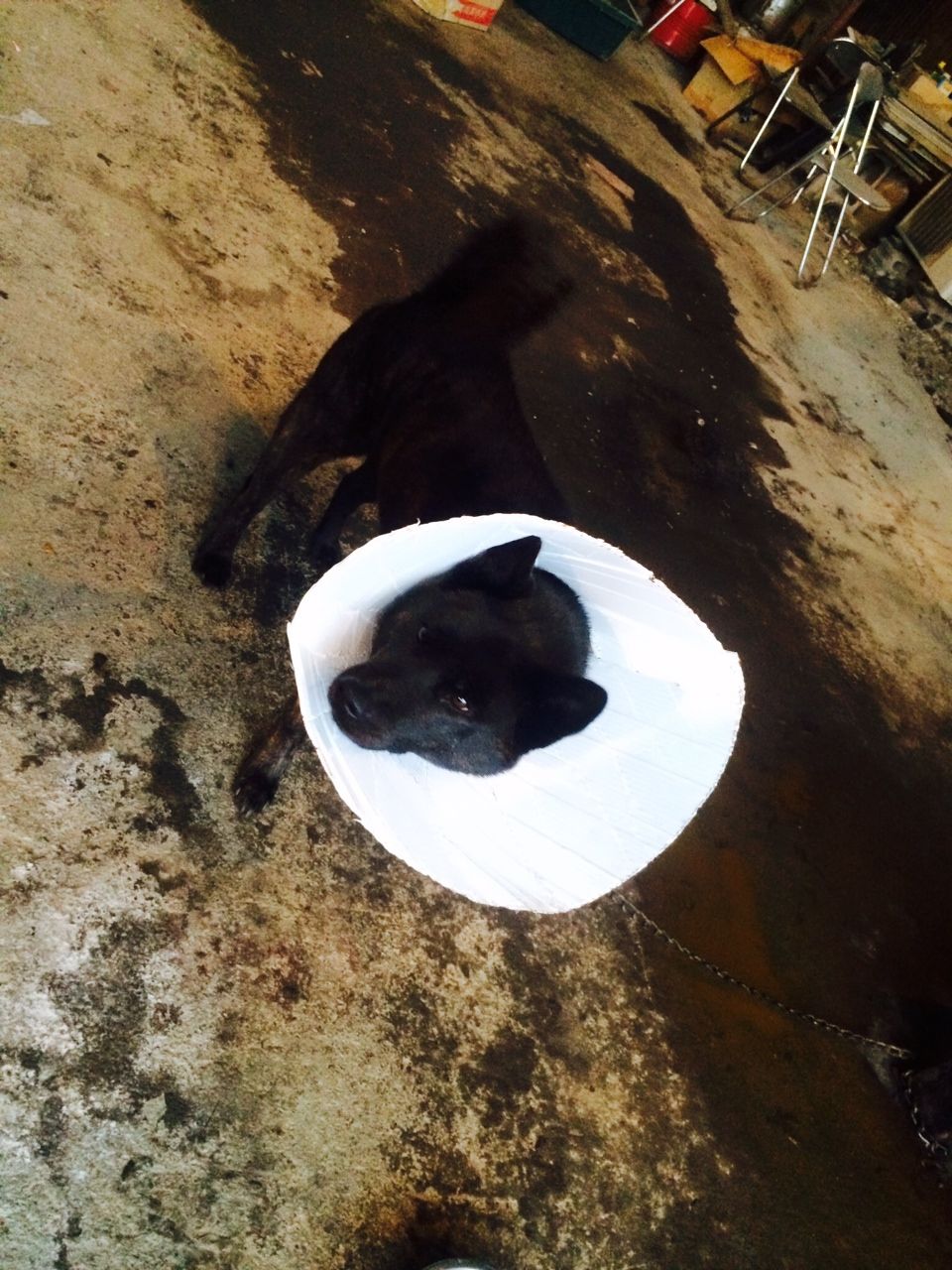 飼い主を失った甲斐犬達 緊急里親募集のお願い Npo法人ペット里親会 飼い主を失った甲斐犬達 緊急里親募集のお願い Npo法人ペット里親会