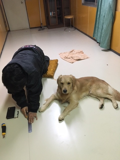 大型犬の部屋作り 未完成 お手伝い求む Npo法人ペット里親会