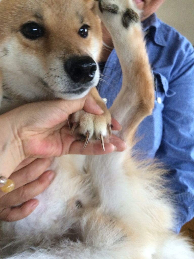 悲しい繁殖犬達 網の上で暮らす柴犬 Npo法人ペット里親会 悲しい繁殖犬達 網の上で暮らす柴犬 Npo法人ペット里親会