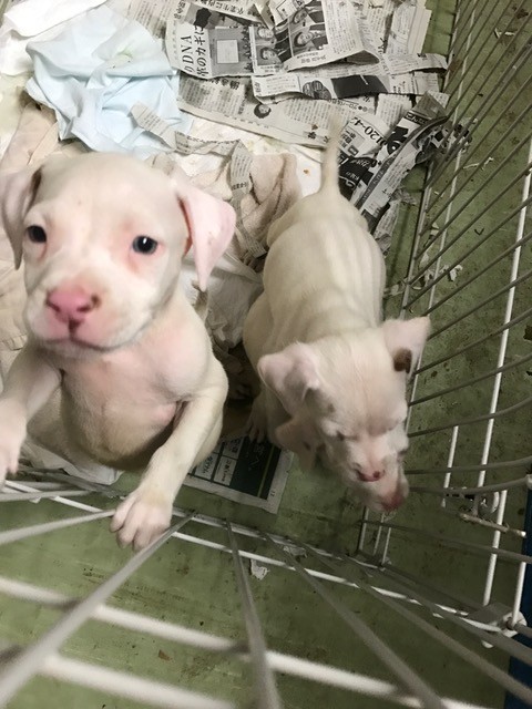 この子達は 闘犬に使われる アメリカンスタッフォードシャーテリアの子犬です Npo法人ペット里親会 この子達は 闘犬に使われる アメリカンスタッフォードシャーテリアの子犬です Npo法人ペット里親会