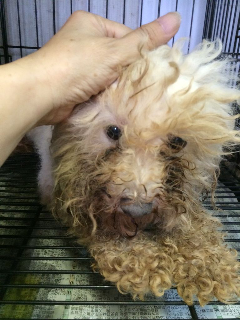 尻尾を噛み切るペキニーズ Npo法人ペット里親会