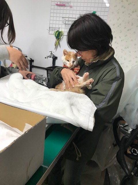 諭吉爺ちゃん 危篤 Npo法人ペット里親会