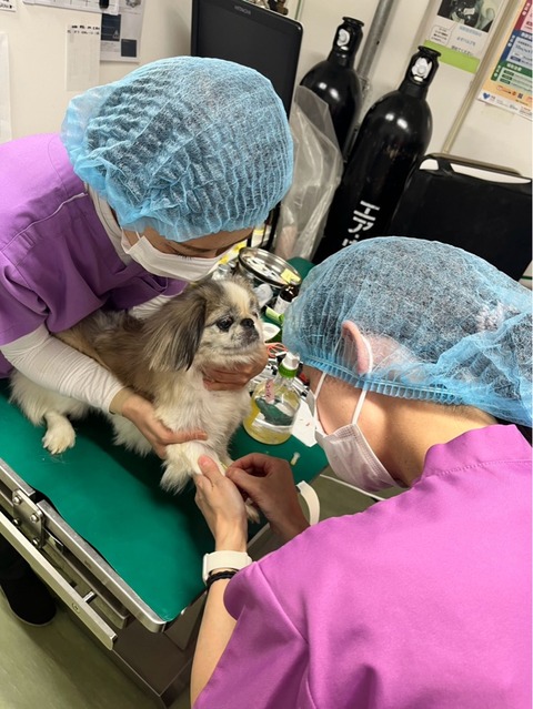 今日もクリニックでは沢山の手術になりました🐶💦 : NPO法人ペット里親会